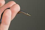 Small ringneck snake (Diadophis punctatus)