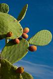  Prickly pear Cactus