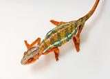 Chameleon Furcifer Pardalis