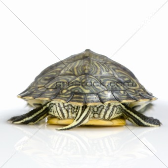 Turtle - Acanthochelys