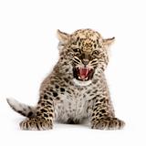 Persian leopard Cub (2 months)