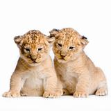 two Lion Cubs