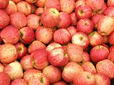 New Zealand Apples