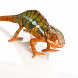 Chameleon Furcifer Pardalis