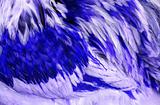 Abstract Blue Feathers