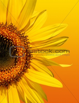 Golden Sunflower Beauty