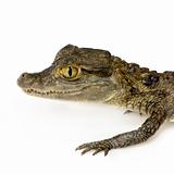 young Spectacled Caiman  -  Caiman crocodilus
