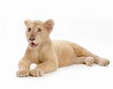 white Lion Cub (5 months)