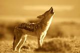Howling Jackal on the African grass plains