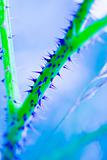 Blue spiky plant