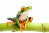red-eyed tree frog on bamboo