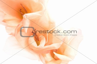 gladiolus abstract background isolated on white