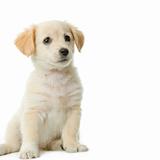 Puppy Labrador retriever cream