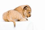 Lion Cub lying down