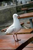 Seagull Stand