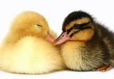 Two small ducks together on a white background