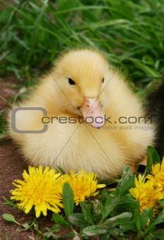 Small duck and yellow flowers in the afternoon