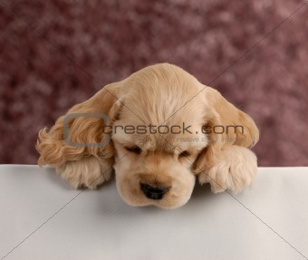 cocker spaniel puppy looking over white foreground