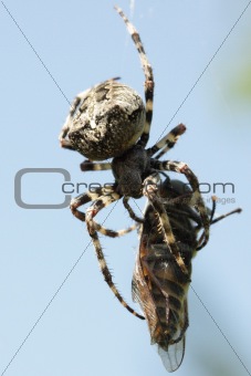 Spider eating gadfly