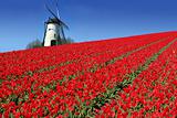 dutch mill and red tulips