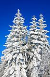 winter spruces tops
