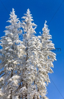 winter spruces tops and snowfall on sky background