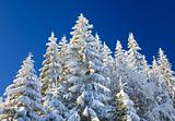 winter spruces tops