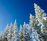 winter spruce tops (Christmas background)