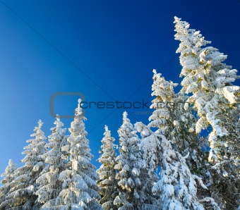 winter spruce tops (Christmas background)