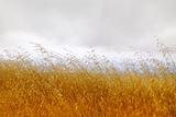 Dry Grass with Cloudy Sky