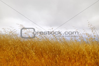 Dry Grass with Cloudy Sky