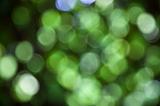 Green Abstract Lights