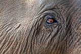  Close-up elephant eye.