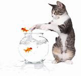 Cat Trying to Catch Jumping Goldfish