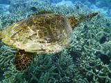 Turtle and coral reef