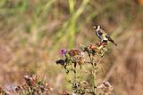 Goldfinch on the Thistle
