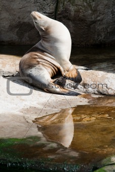 Seal enjoing the sun