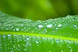 Rain drops on a green leaf