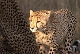 Cheetah Cub In Sunlight