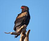 Bateleur - South African Eagle