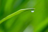 A Drop of dew
