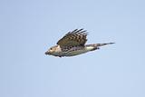 Sharp-shinned Hawk In Flight