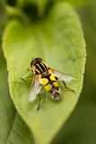 Yellow garden fly
