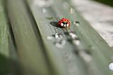 Small ladybug sitting on a green leaf