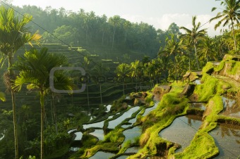 Terrace rice fields.