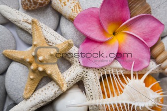 Seashells in High Key