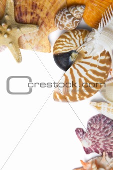 Seashells in High Key
