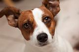 Jack Russell Terrier Puppy Portrait with Narrow Depth of Field.