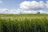 barley field 01