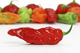 red hot chilly pepper